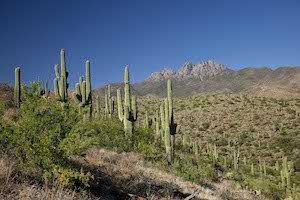 Tour the City of Tucson